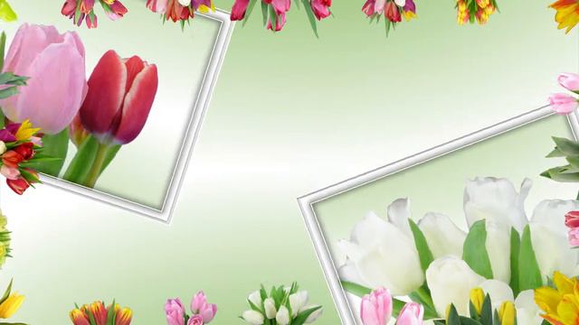 Opening Tulips - Spring Collection. смотреть онлайн