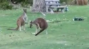 Кенгуру дерутся