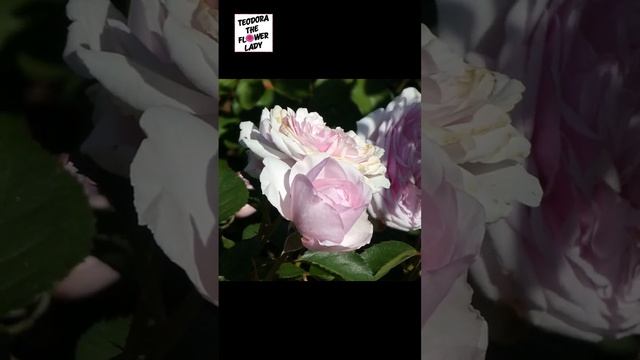 Beautiful Roses! David Austin Roses Heritage and Queen of Sweden #beautifulflowers #davidaustinrose смотреть онлайн