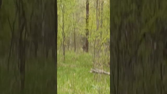 лесная иллюзия! смотреть онлайн