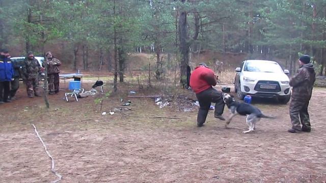 Ласко Эль Вассаби дрессировка в Твери с Д. Лапшиным, атака в хозяина сзади... смотреть онлайн