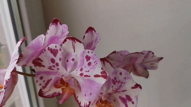Phal. Magic Art / Diamond sky (орхидея фаленопсис Мэджик Арт / Алмазное небо) смотреть онлайн