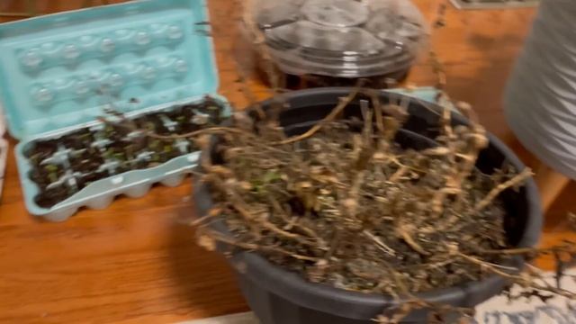 ВЗОШЁЛ ПОСЕВ МОИХ ЦВЕТОВ/США/ смотреть онлайн