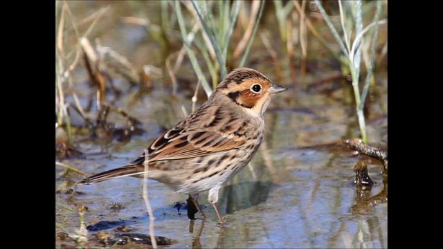 19 Видов Певчих Птиц Семейства Овсянковые Emberizidae смотреть онлайн