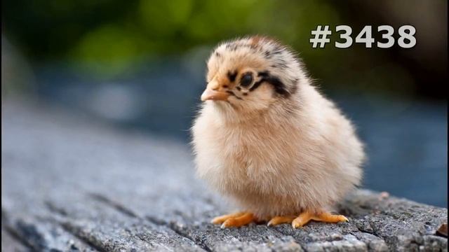 #3438. Куры и петухи (В мире животных) смотреть онлайн