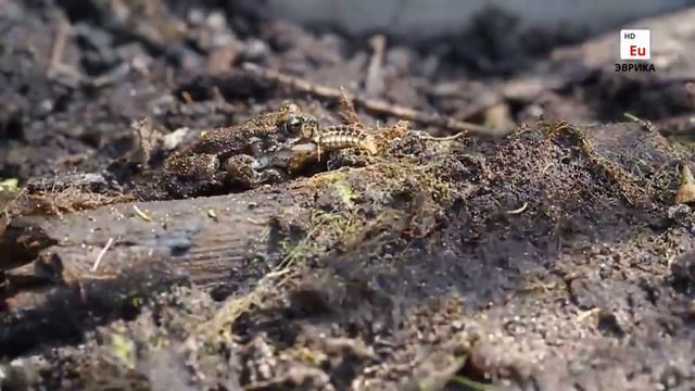 удивительные животные смотреть онлайн