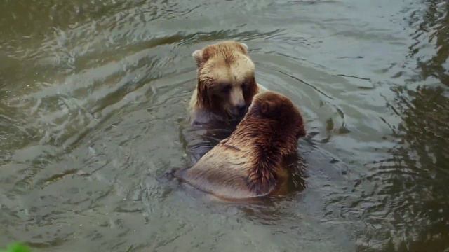 Хозяин леса🎼🎵🎶Красивая музыка смотреть онлайн