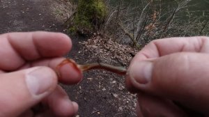 Отводной для начинающих.Форель в восторге.