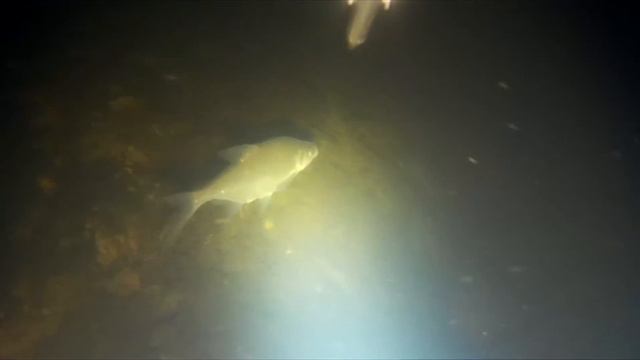 Подводная охота р. Стугна 29 января 2016 г. смотреть онлайн