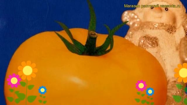 Томат Злато (Томат). Краткий обзор, описание характеристик, где купить семена Solánum Lycopérsicum