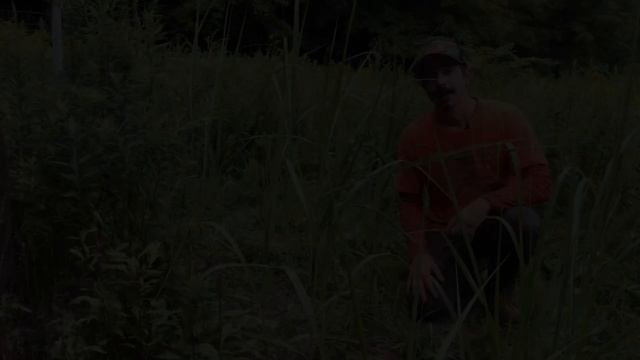 Planting Screening - Giant Miscanthus - Real World Wildlife Products - Miscanthus Giganteus PART-2 смотреть онлайн