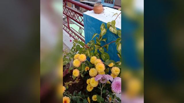 Guldavari & Petunia Flowers Of My Garden.