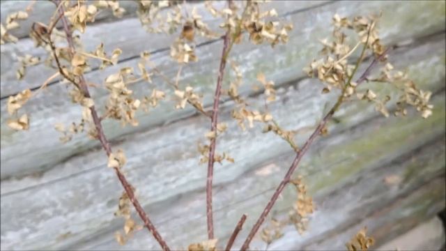 Пошла работать продавцом \ ЛАВКА ДЕРЕВЕНСКИХ ЛАКОМСТВ смотреть онлайн