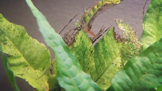 The BEST ALGAE EATER For Small Aquariums | Amano Shrimp Basic Care смотреть онлайн