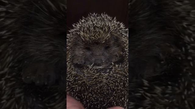Просто ёжик ? #ежики #животные #природа #приколы #красота смотреть онлайн