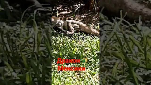 La bella Iguana Mexicana? Мексиканская диковина смотреть онлайн