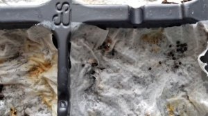 ПОСЕВ МЕЛКИХ СЕМЯН НА ТУАЛЕТНУЮ БУМАГУ. ВСХОДЫ.