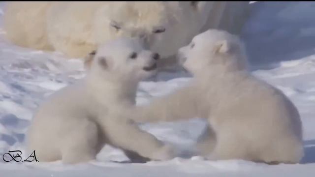 Евгений Кемеровский. Заплутали мишки смотреть онлайн