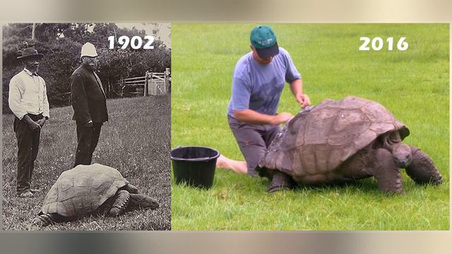 Jonathan (Tortoise)