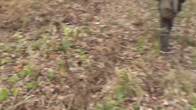 Охота с лайками - кабан, барсук или медведь? смотреть онлайн