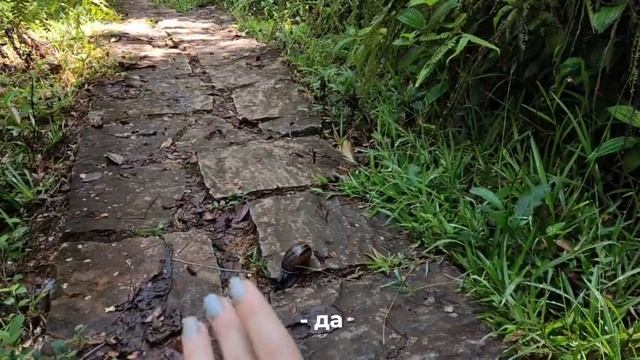 ПРИКЛЮЧЕНИЯ НА МАДАГСКАРЕ/ДИКИЙ ЛЕС НА МАДАГАСКАРЕ/ЖИВОТНЫЕ МАДАГАСКАРА ЧАСТЬ 2/ЛЕМУРЫ/КРОКОДИЛЫ смотреть онлайн