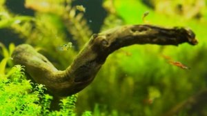 Купить домашних животных в нашем зоомагазине