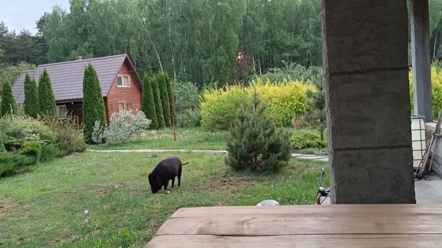 Жизнь кабана Яши в домашних условиях.