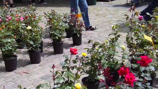 1. Norder Rosenmarkt 2010 смотреть онлайн