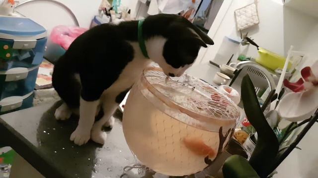 ДРУЖБА     КОТИКА И    ЗОЛОТОЙ    РЫБКИ