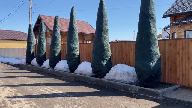 Когда снимать сетку-тенёвку с туй. Защита от солнечных ожогов. Защита туй. Подробная инструкция. смотреть онлайн