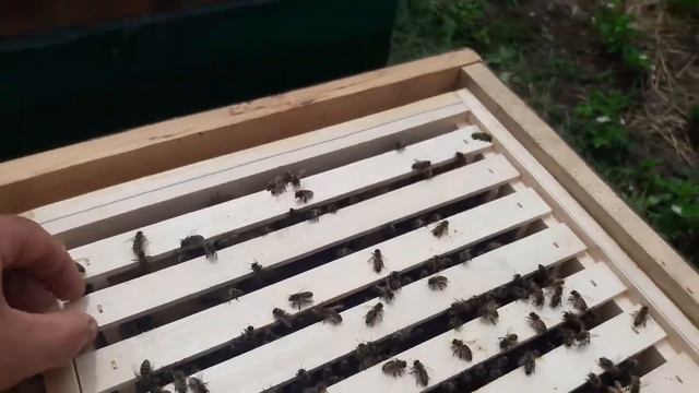 Альпийский Улей когда нет суши.