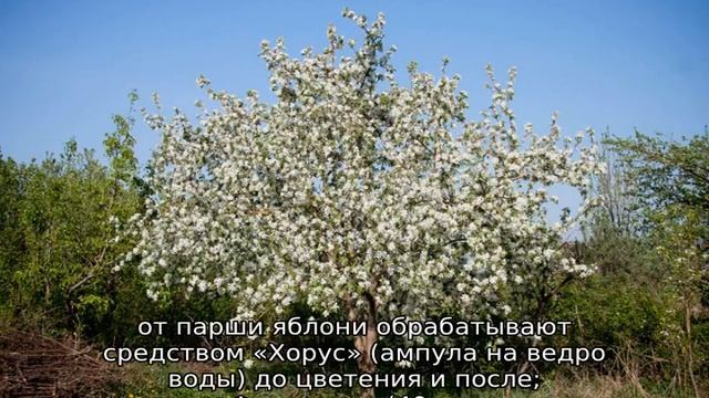 Яблоня Звездочка смотреть онлайн