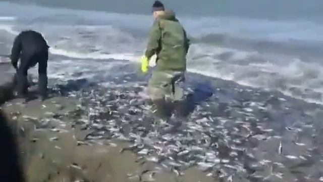 Лучшая рыбалка в России 2016г! Столько Рыбы еще наверно никто не видел! Более 60 смотреть онлайн