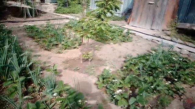 ОБЗОР САДА, ПЕРВОМАЙ ЦВЕТЕТ, РАБОТА ИДЕТ смотреть онлайн