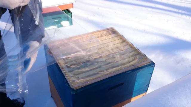 ЗИМОВКА ПЧЁЛ В УЛЬЯХ НА СЕТЧАТОМ ДНЕ