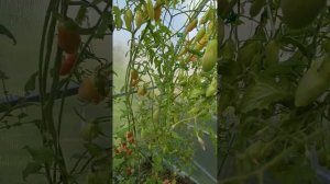 Томат дебослив? Ленинградская область. 11 августа .