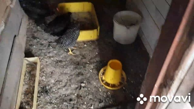 Жизнь в Деревне/ Купили хлеб Курочкам/ Накормила кур.