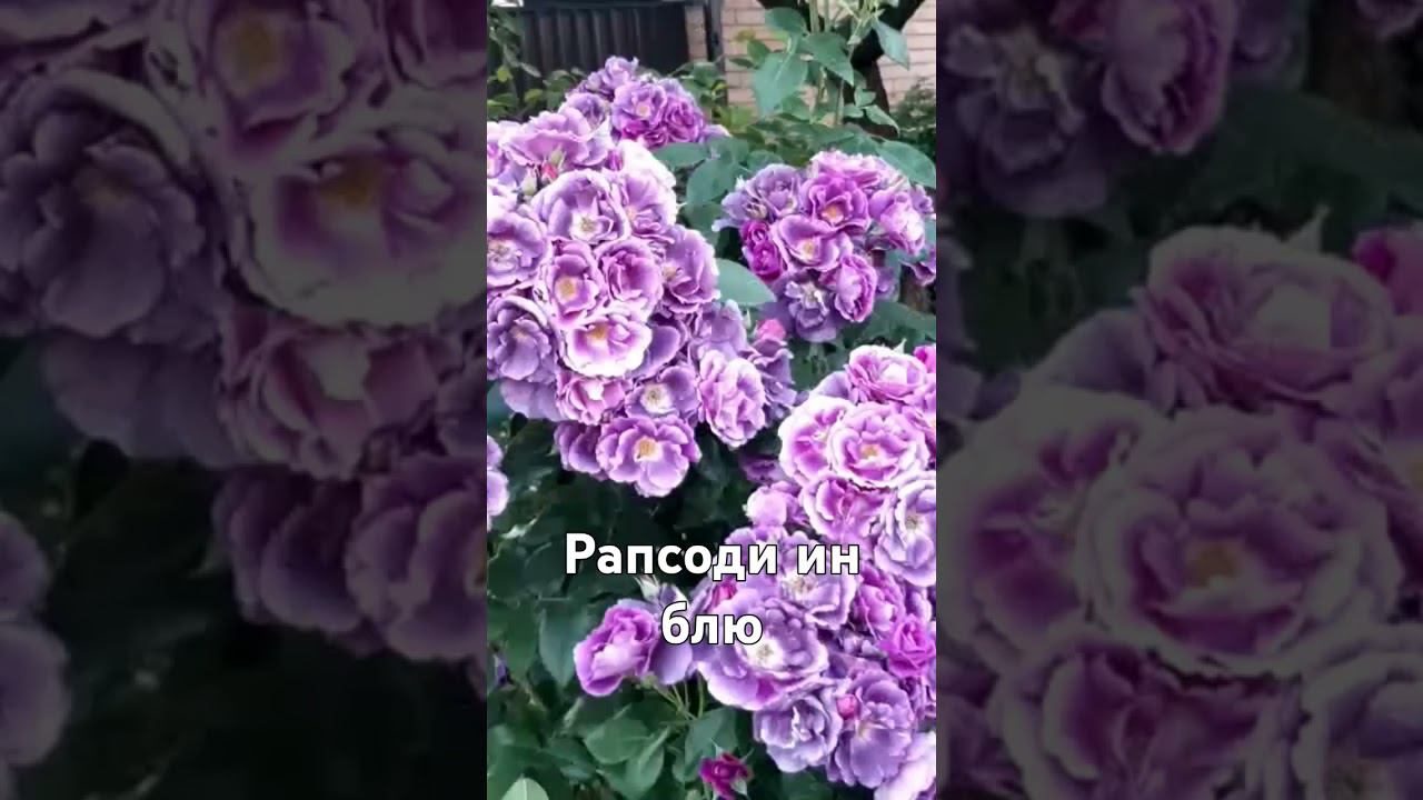 Рапсоди ин блю смотреть онлайн