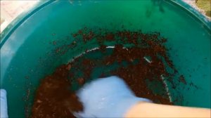 Февральское черенкование клематиса. Укореняем черенки.