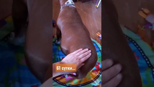 как думаете сколько там щенков? в прошлый раз было 12 😳 18 октября 2022 г. смотреть онлайн
