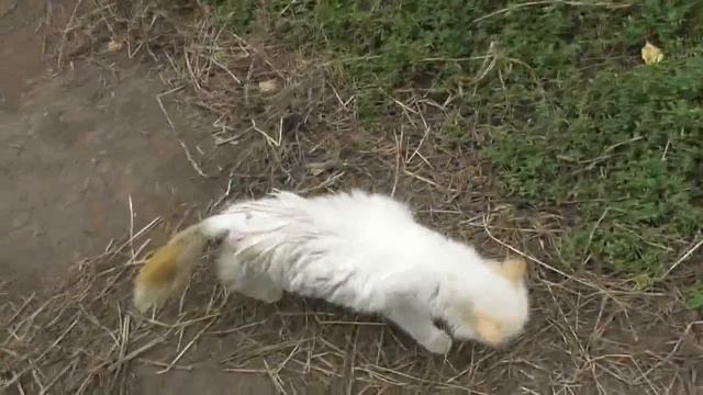 Зачем стригут мураву-конотопку-спорыш?  09. 08. 2017