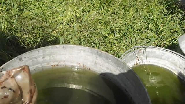 КАК ВЫРАСТИТЬ КОРМ ДЛЯ АКВАРИУМНЫХ РЫБОК ДОМА смотреть онлайн