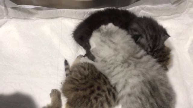 КОТЯТА-13 дней????ОТКРЫЛИ ГЛАЗКИ смотреть онлайн