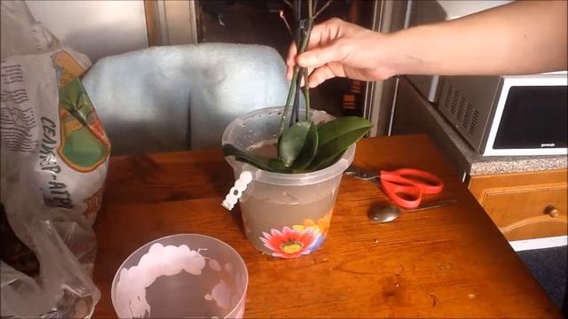 Зачем пересаживать сразу после покупки или моя первая пересадка мини орхидеи в закрытую систему смотреть онлайн