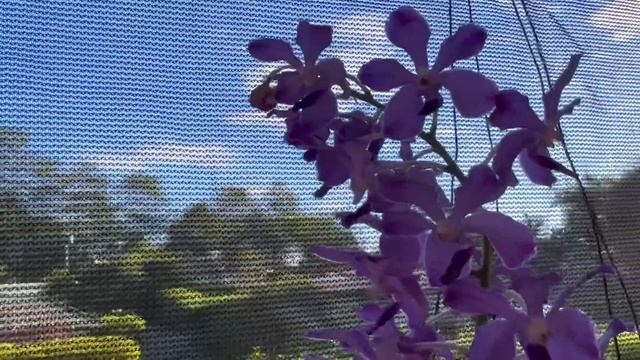 Обзор моих Орхидей Февраль 2023 смотреть онлайн