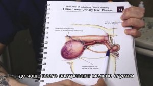Уретропластика у котов