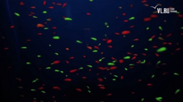 VL.ru - во Владивостоке открылся океанариум