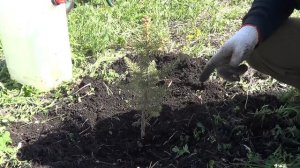 КАК ПОСАДИТЬ ЕЛЬ НА ДАЧЕ ЧТОБ ОНА ПРИЖИЛАСЬ