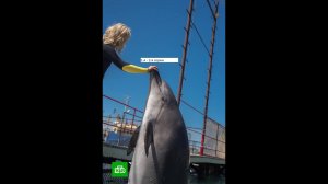 Сериал «Дельфин» 2 ой сезон (новые серии) 1 я – 2 я серии  Анонс.