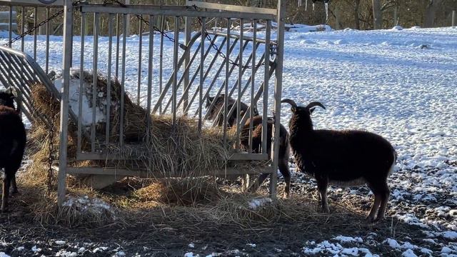 Winter im Tiergehege Uhlenkrog zu Besuch beim weißen Damwild und Soay-Schafen смотреть онлайн